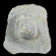 Cretaceous Fossil Pearl - Smoky Hill Chalk, Kansas #64153-1
